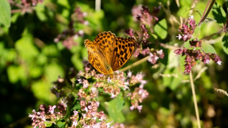 DSC01408.jpg