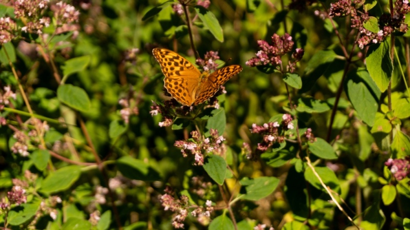 DSC01425.jpg