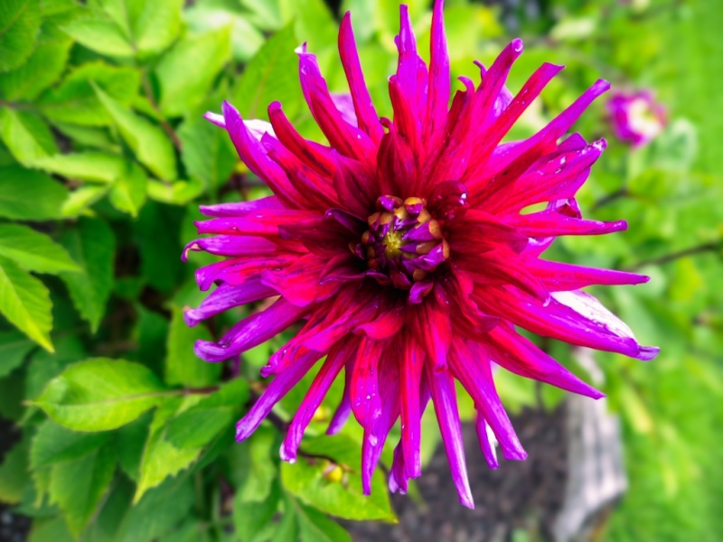 SAM_2384-Edit.jpg