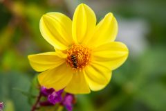 Flowers & Plants