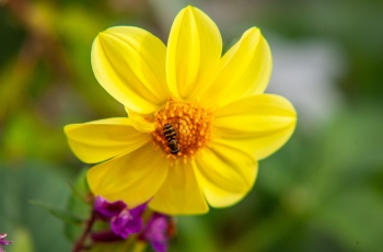 Flowers & Plants