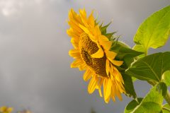DSC00346.jpg