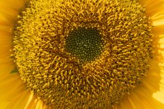 DSC00444.jpg