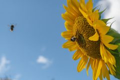 DSC00472.jpg