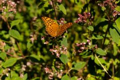DSC01425.jpg