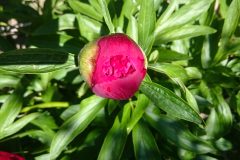 DSC_1405.jpg