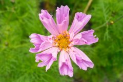 SAM_2383-Edit.jpg