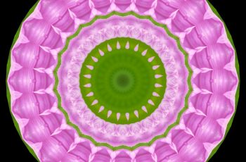 Kaleidoscopic Art – Flowers & Plants