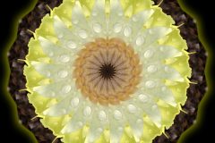 Fotograf_Andreas_H_Lind_DSC_2262-kalejdo-multiply-v4.jpg
