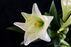 Lily