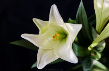 Lily