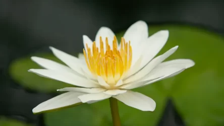 Photographs of Flowers & Plants