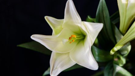 Photographs of Nature – Lily